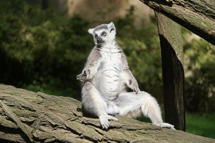 全世界布偶猫排名前十位，著名布偶猫