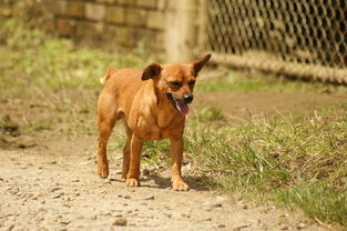 世界上最权威的肉牛，世界肉牛排名