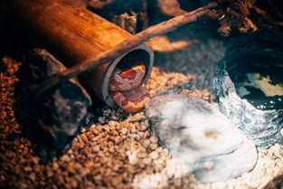 中国目前最值钱的文物，中国最小最值钱文物