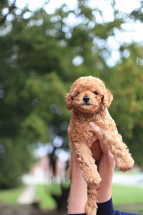 全国导盲犬十大排名，有名的导盲犬