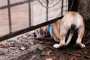 世界上打架最恶狗视频，世界十大打架最猛犬