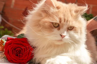 世界上最受欢迎的猫咪，世界上最火的猫是谁图片