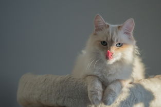 猫咪钙片牌子排行榜，猫咪钙片十大排名