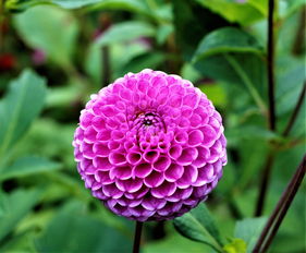 世界上最恐怖的花长什么样，世界上最恐怖的花儿
